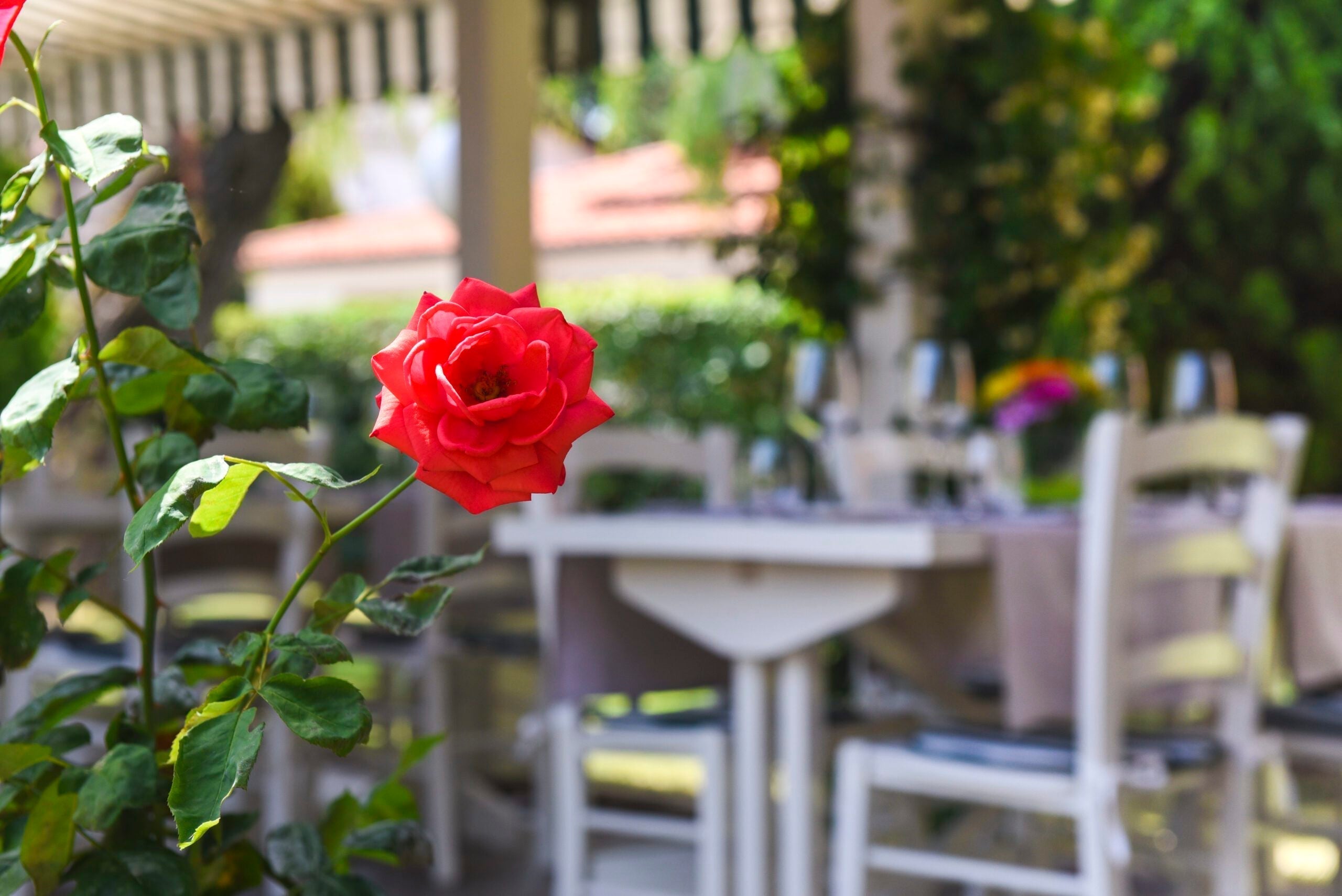 Finally, patio dining time at Ristorante Nero Balsamico, Summer 2025!